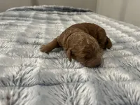 Cosmo - Recerved for Dana, a male Miniature Goldendoodle for sale in Beloit, WI – 3 of 9