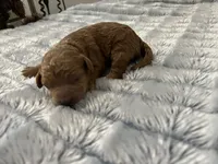 Cosmo - Recerved for Dana, a male Miniature Goldendoodle for sale in Beloit, WI – 2 of 9