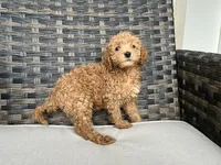 Cosmo, a male Miniature Goldendoodle for sale in Beloit, WI – 6 of 8