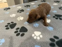 Ruby - Reserved for Evelyn, a female Miniature Goldendoodle for sale in Whitewater, WI – 5 of 10