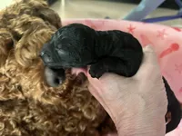 Raven - Reserved Trisha & Jeff, a female Miniature Goldendoodle for sale in Whitewater, WI – 6 of 10