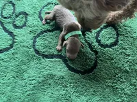 Hunter, a male Miniature Goldendoodle for sale in Whitewater, WI – 2 of 9