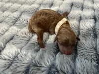 Laika, a female Miniature Goldendoodle for sale in Beloit, WI – 2 of 10