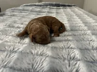 Cosmo - Recerved for Dana, a male Miniature Goldendoodle for sale in Beloit, WI – 4 of 9