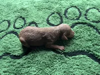 Ruby, a female Miniature Goldendoodle for sale in Whitewater, WI – 3 of 10