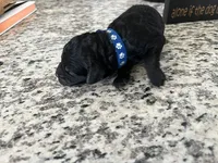 Coal, a male Miniature Goldendoodle for sale in Whitewater, WI – 4 of 8