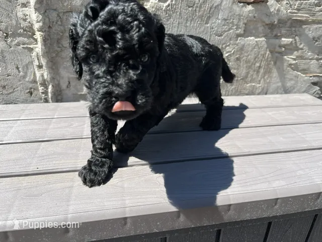 Nova – Miniature Goldendoodle puppy for sale in Beloit, WI