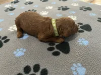 Hunter, a male Miniature Goldendoodle for sale in Beloit, WI – 3 of 8