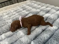 Leia, a female Miniature Goldendoodle for sale in Beloit, WI – 5 of 10