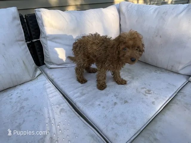 Leia – Miniature Goldendoodle puppy for sale in Beloit, WI