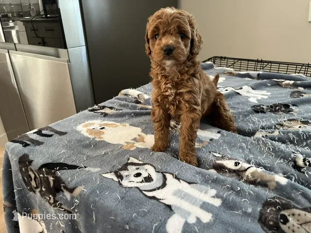 Ginger – Miniature Goldendoodle puppy for sale in Beloit, WI