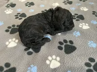 Coal - Reserved for Alli, a male Miniature Goldendoodle for sale in Whitewater, WI – 4 of 6