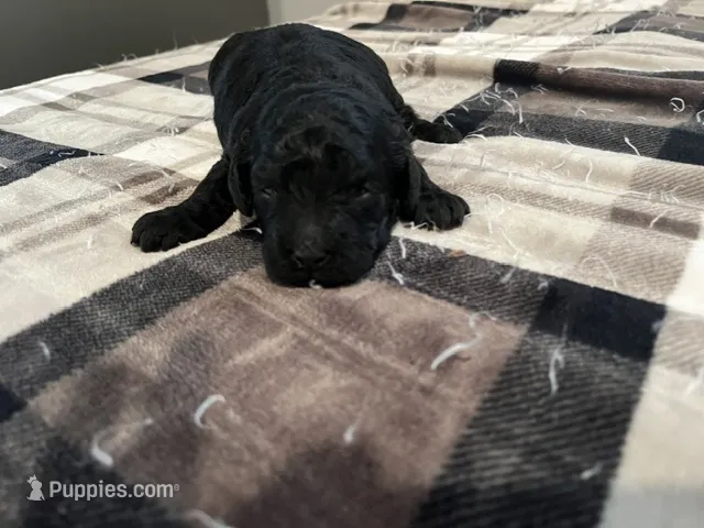 Nova – Miniature Goldendoodle puppy for sale in Beloit, WI