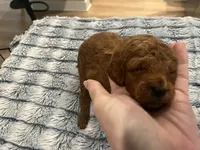 Rocco, a male Miniature Goldendoodle for sale in Beloit, WI – 10 of 10