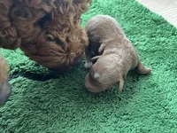 Ginger, a female Miniature Goldendoodle for sale in Whitewater, WI – 1 of 9
