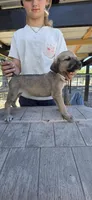 Liberty x Levi pup1, a female Irish Wolfhound for sale in Cottageville, SC – Photo 6 of 8