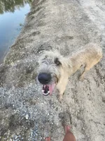Liberty x Levi pup1, a female Irish Wolfhound for sale in Cottageville, SC – Photo 3 of 8