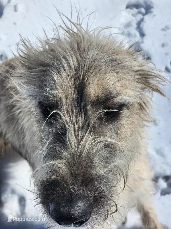 Liberty x Levi pup1 – Irish Wolfhound puppy for sale in Cottageville, SC
