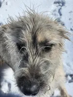 Liberty x Levi pup1, a female Irish Wolfhound for sale in Cottageville, SC – Photo 1 of 8