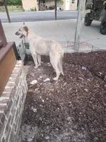 Liberty x Levi pup1, a female Irish Wolfhound for sale in Cottageville, SC – Photo 2 of 8