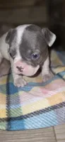 Bluey, a male French Bulldog for sale in Cottageville, SC – Photo 7 of 9