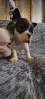 Bluey, a male French Bulldog for sale in Cottageville, SC – Photo 3 of 9