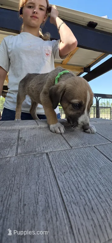 Pup2 – Irish Wolfhound puppy for sale in Cottageville, SC
