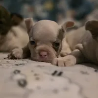 Curly, a male French Bulldog for sale in Cottageville, SC – Photo 5 of 6