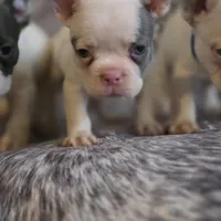 Curly, a male French Bulldog for sale in Cottageville, SC – Photo 2 of 6