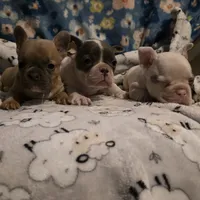 Curly, a male French Bulldog for sale in Cottageville, SC – Photo 4 of 6