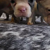 Curly, a male French Bulldog for sale in Cottageville, SC – Photo 1 of 6