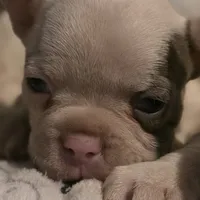 Curly, a male French Bulldog for sale in Cottageville, SC – Photo 3 of 6