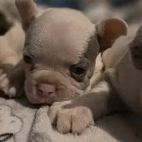 Curly, a male French Bulldog for sale in Cottageville, SC – Photo 6 of 6