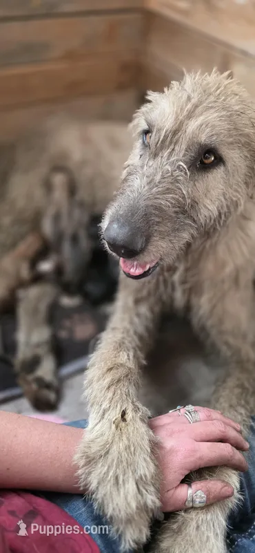 Liberty – Irish Wolfhound puppy for sale in Cottageville, SC