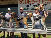 Liberty, a female Irish Wolfhound for sale in Cottageville, SC – Photo 3 of 6