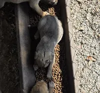 Liberty, a female Irish Wolfhound for sale in Cottageville, SC – Photo 2 of 6