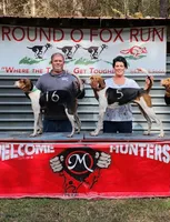 Liberty, a female Irish Wolfhound for sale in Cottageville, SC – Photo 4 of 6