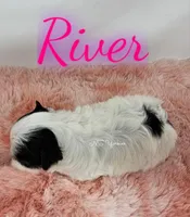 River, a female Yorkshire Terrier for sale in Trinity, FL – Photo 1 of 4