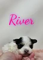 River, a female Yorkshire Terrier for sale in Trinity, FL – Photo 3 of 4