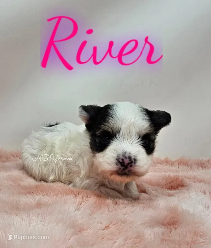 River READY  – Yorkshire Terrier puppy for sale in Trinity, FL