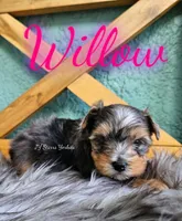 Willow , a female Yorkshire Terrier for sale in Trinity, FL – 3 of 5