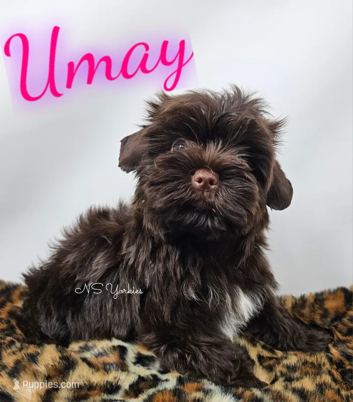Umay READY  – Yorkshire Terrier puppy for sale in Trinity, FL