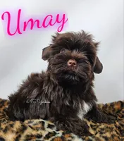 Umay READY , a female Yorkshire Terrier for sale in Trinity, FL – 1 of 5