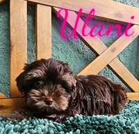 Ulani , a female Yorkshire Terrier for sale in Trinity, FL – 2 of 5