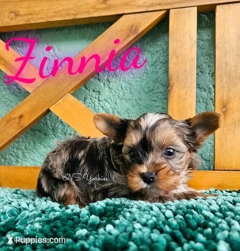 Zinnia – Yorkshire Terrier puppy for sale in Trinity, FL