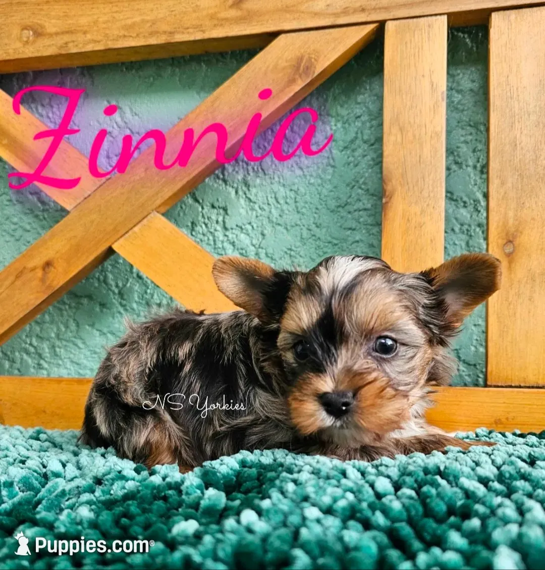 Zinnia, a female Yorkshire Terrier for sale in Trinity, FL – 1 of 7