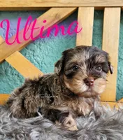 Ultima, a female Yorkshire Terrier for sale in Trinity, FL – 4 of 4