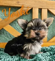 Yoshi, a male Yorkshire Terrier for sale in Trinity, FL – 4 of 5