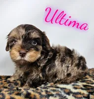 Ultima, a female Yorkshire Terrier for sale in Trinity, FL – 3 of 4