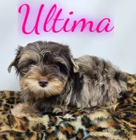 Ultima READY , a female Yorkshire Terrier for sale in Trinity, FL – 2 of 4